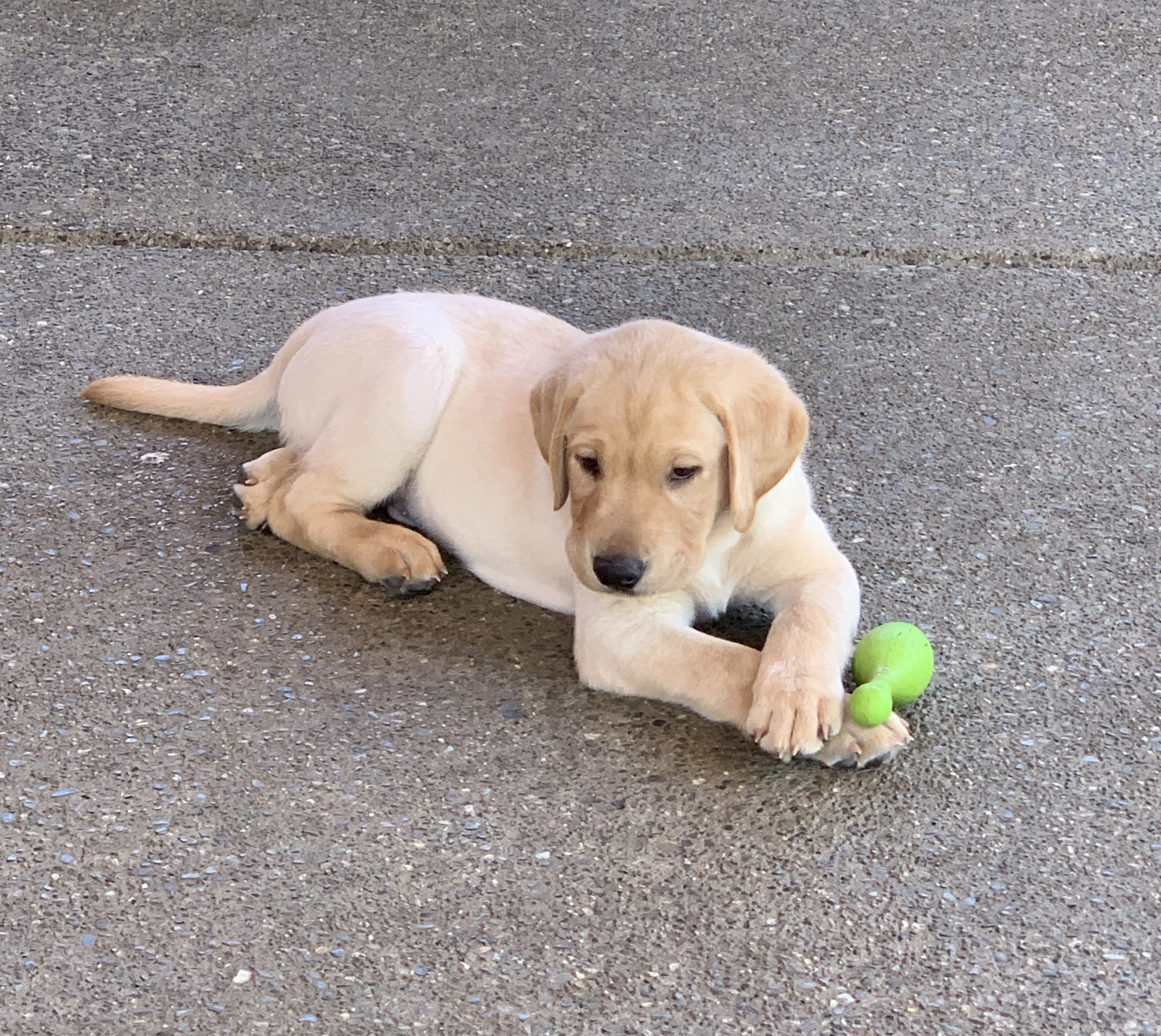 Wild River's Equalizer Of Fowl Play JH | Yellow Labrador Retriver