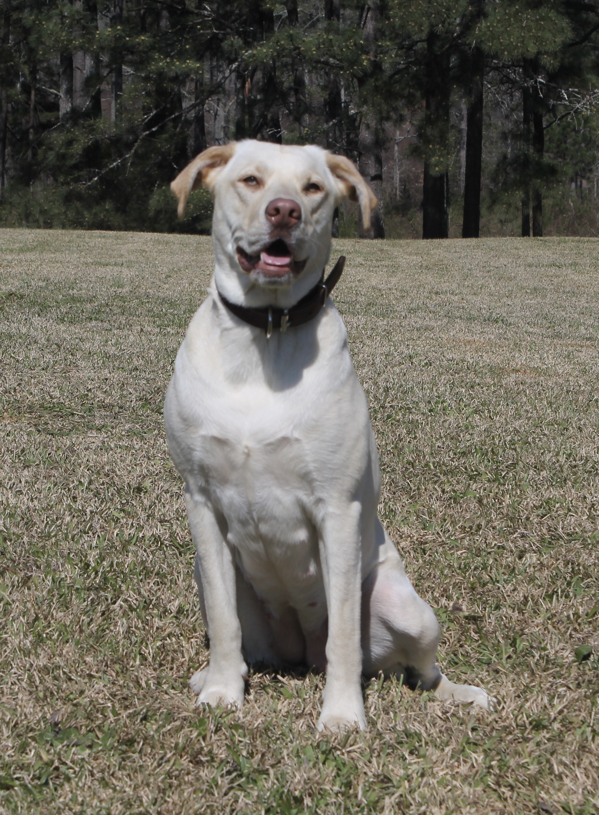 SHR Bird Baggin' Baby | Yellow Labrador Retriver