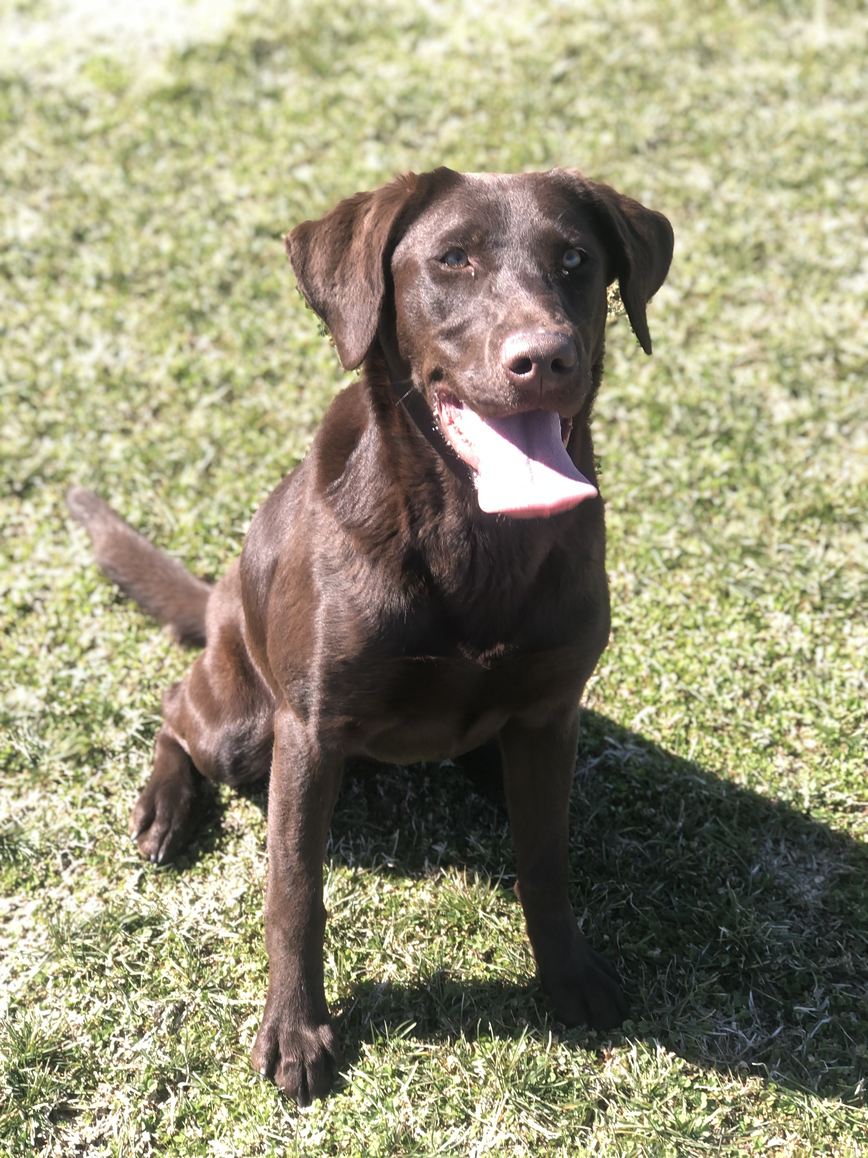 Idhp Miller's 3rd Times The Charm | Chocolate Labrador Retriver