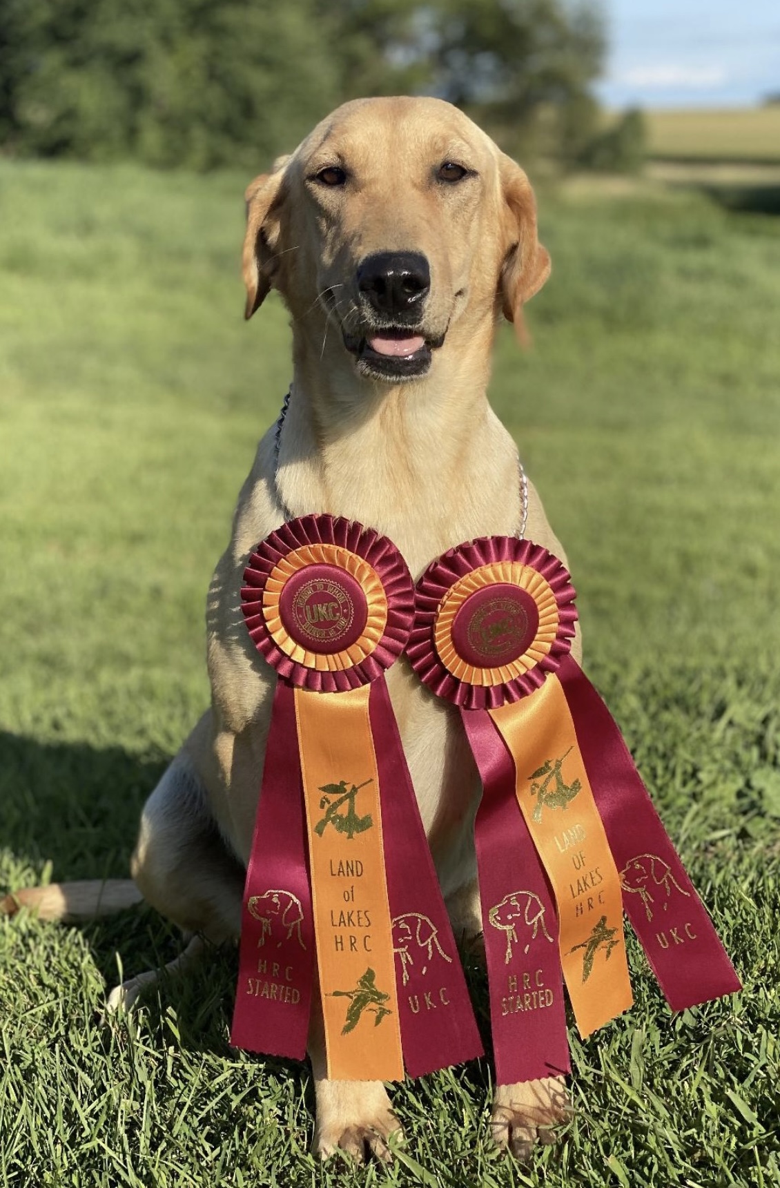 SHR Bally's Mrs. Flintstone JH | Yellow Labrador Retriver