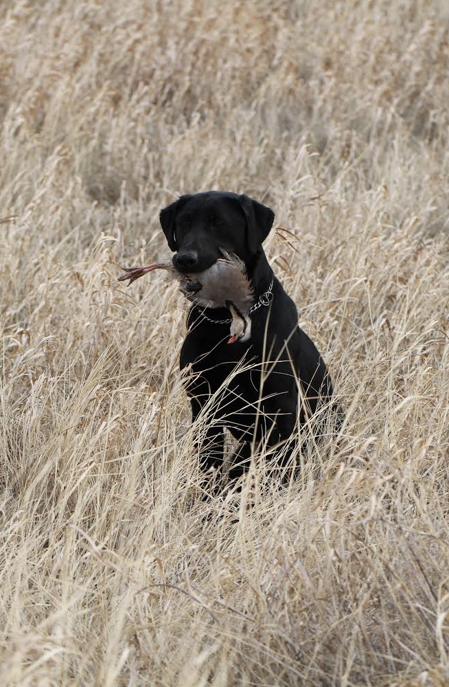 Valleyridge Blue Is Black | UNKN Labrador Retriver