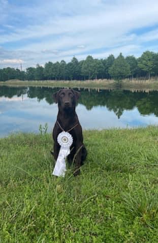 Fowl King’s Piper | Chocolate Labrador Retriver