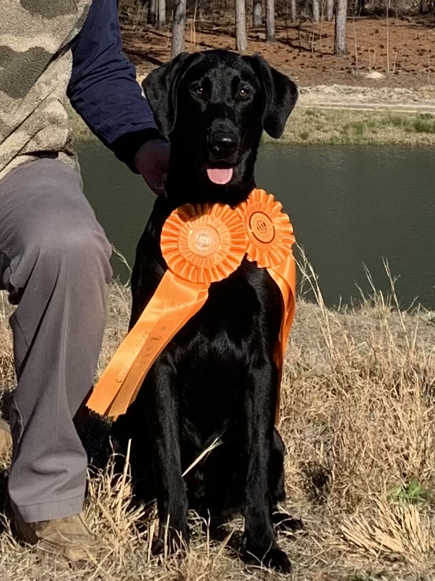 Stoneridge Bubbling Crude Black Of Seaside’s Jack JH | Black Labrador Retriver