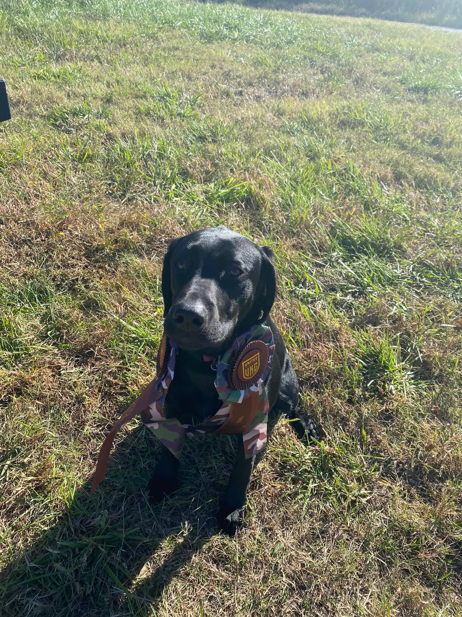 SHR Nette's Duck Feathered Showgirl | Black Labrador Retriver