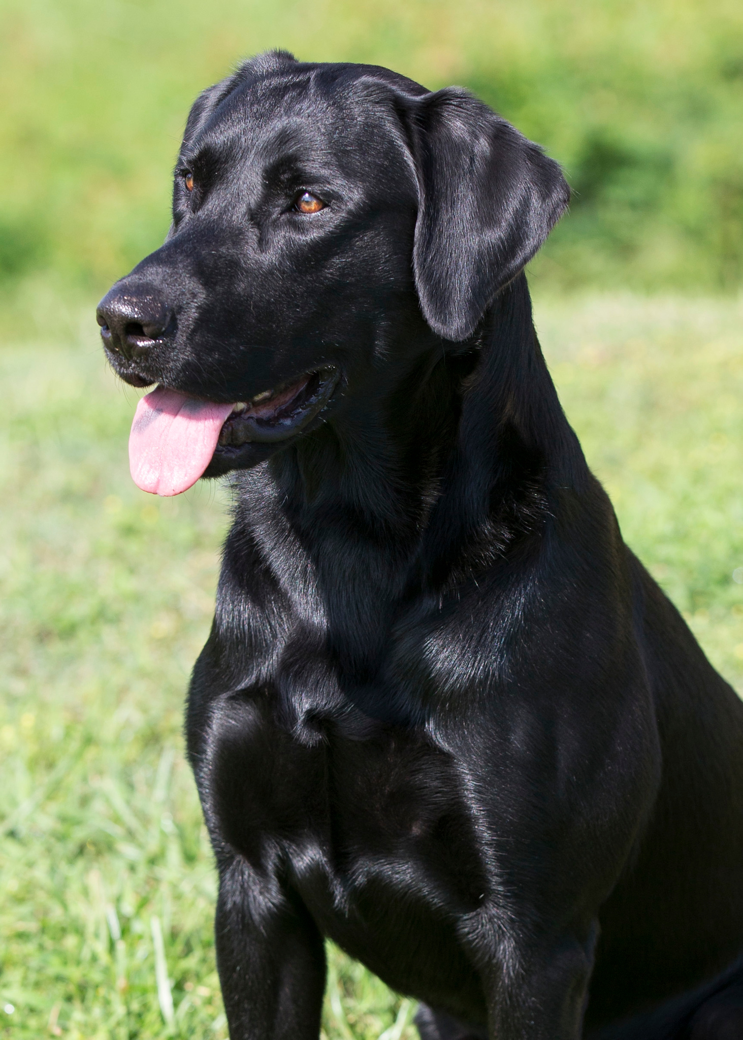 My Rock’s Romans Road QA2 | Black Labrador Retriver