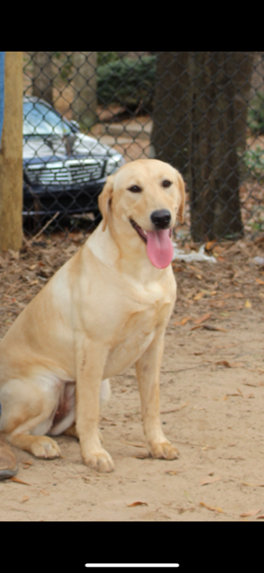 Bar The Door Lyla Of Lathem | Yellow Labrador Retriver