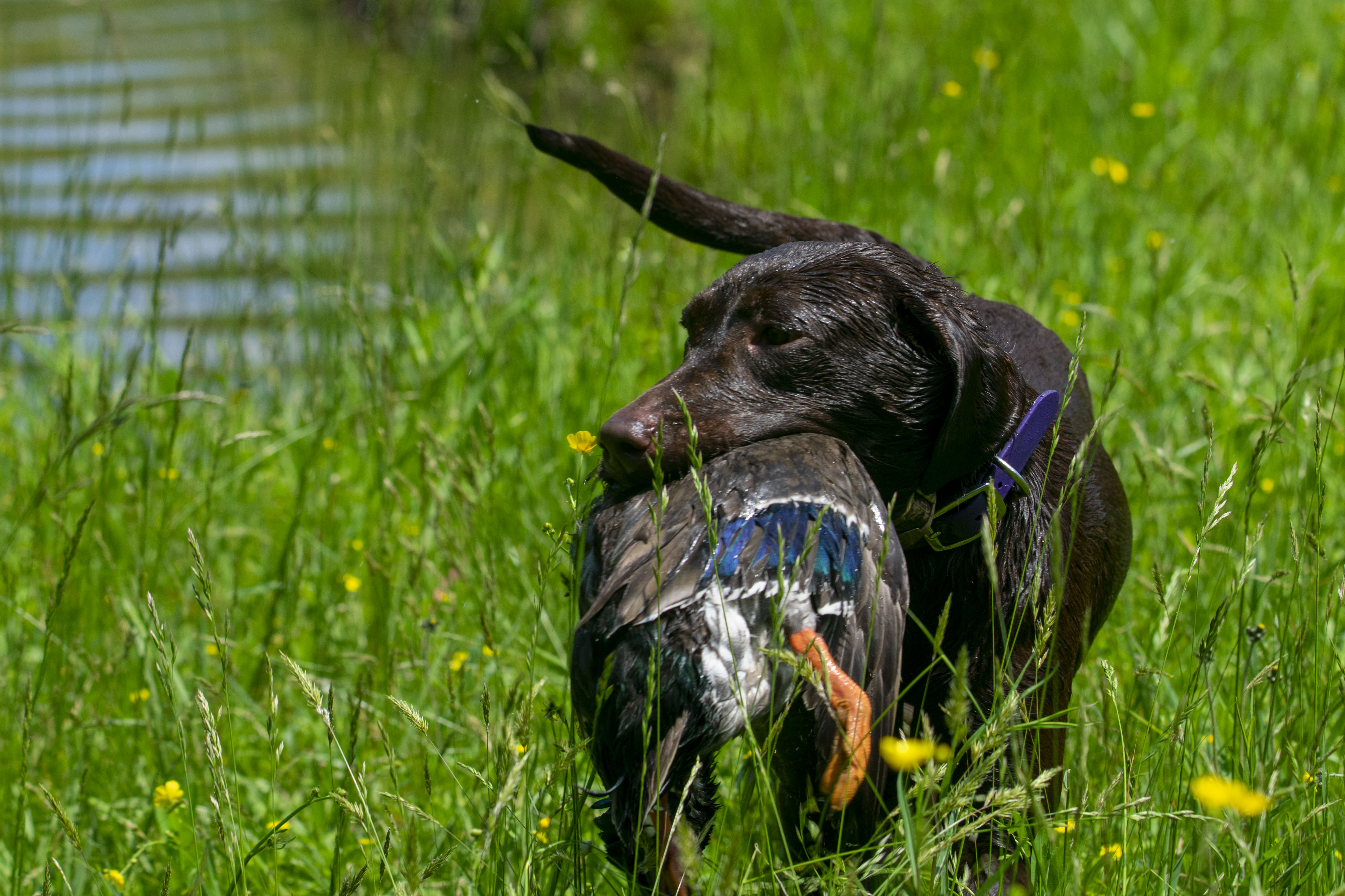 FER'S Catching Firelight Dreams | Chocolate Labrador Retriver