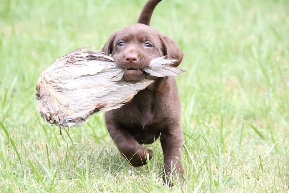 FER'S Catching Firelight Dreams | Chocolate Labrador Retriver