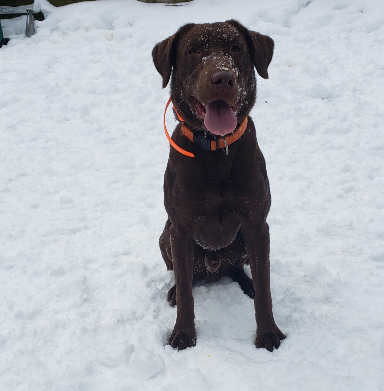 HR Cc's Bailey's Irish Coffee SH, WC | Chocolate Labrador Retriver