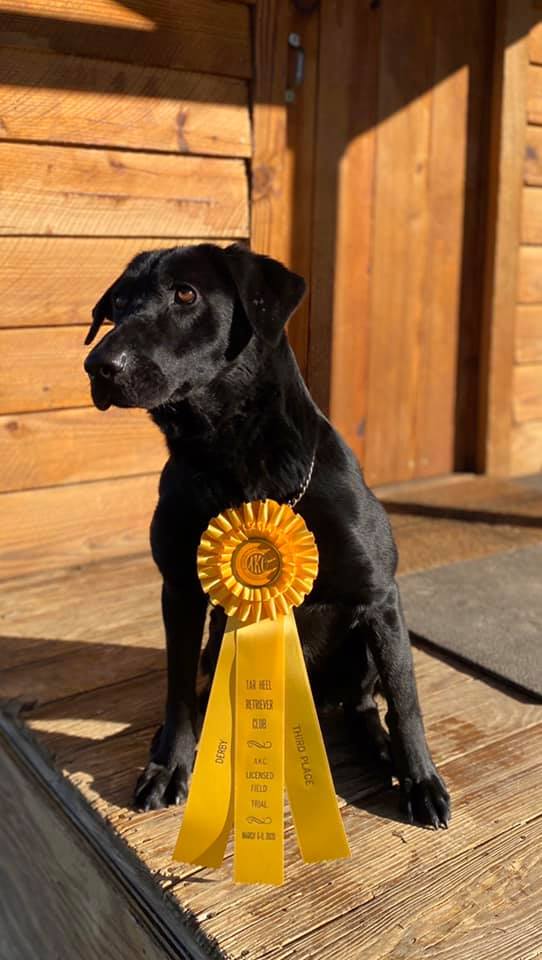 Gator Points Pirate's First Mate MH NDL QAA | Black Labrador Retriver