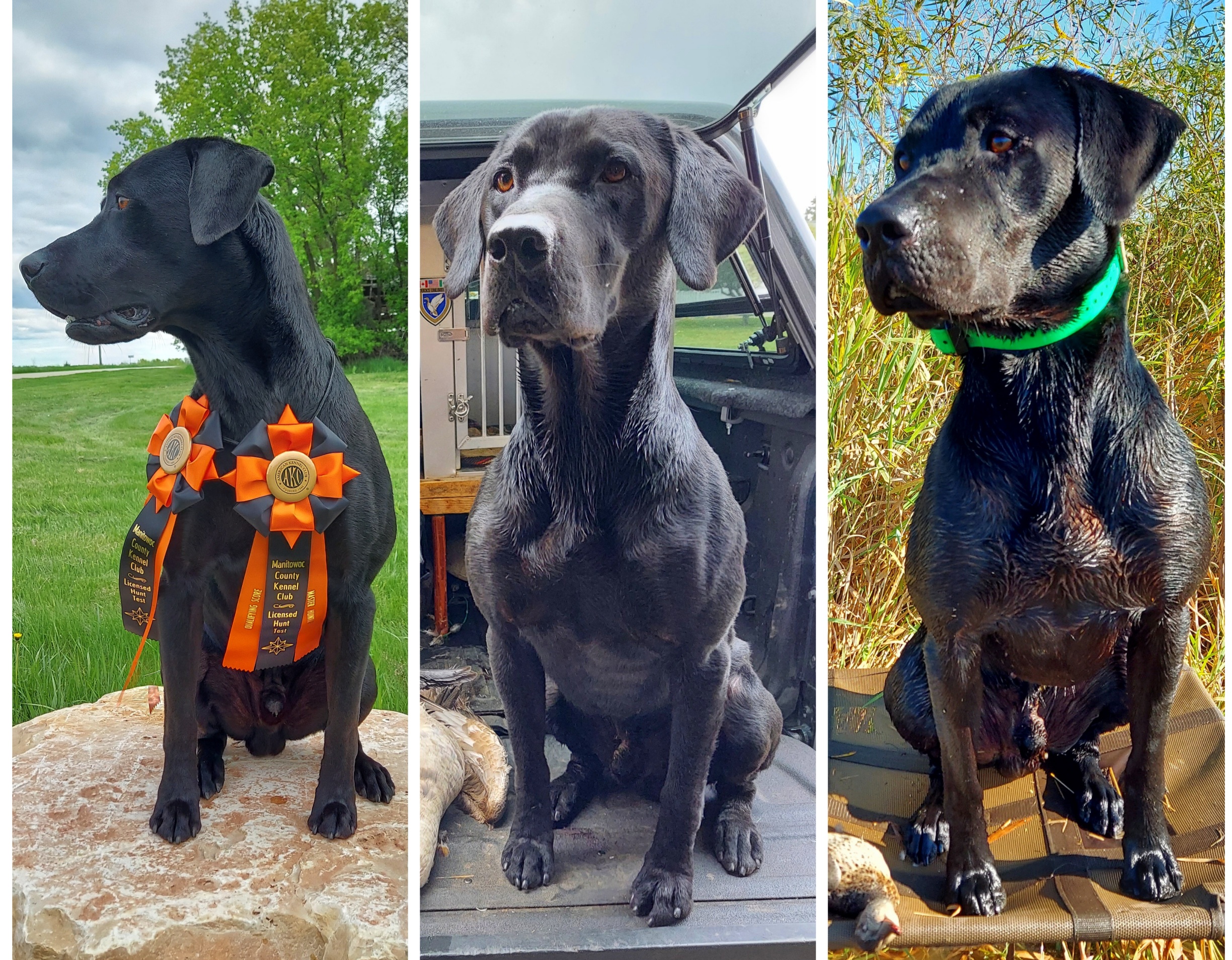 Field Of Dreams Call The Calvary | Black Labrador Retriver