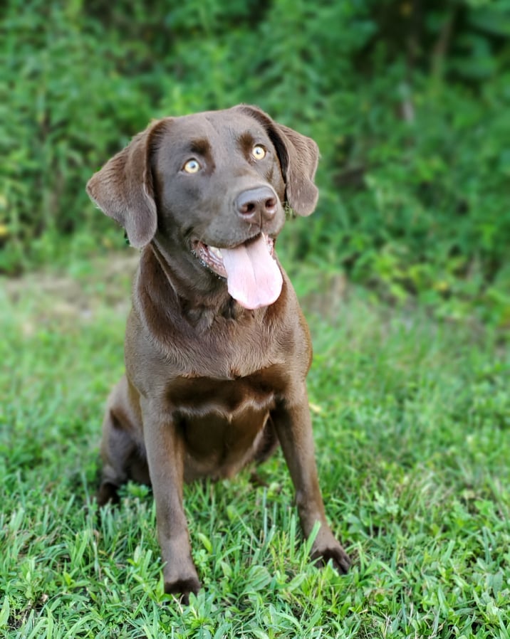 Westwinds Heart And Soul | Chocolate Labrador Retriver