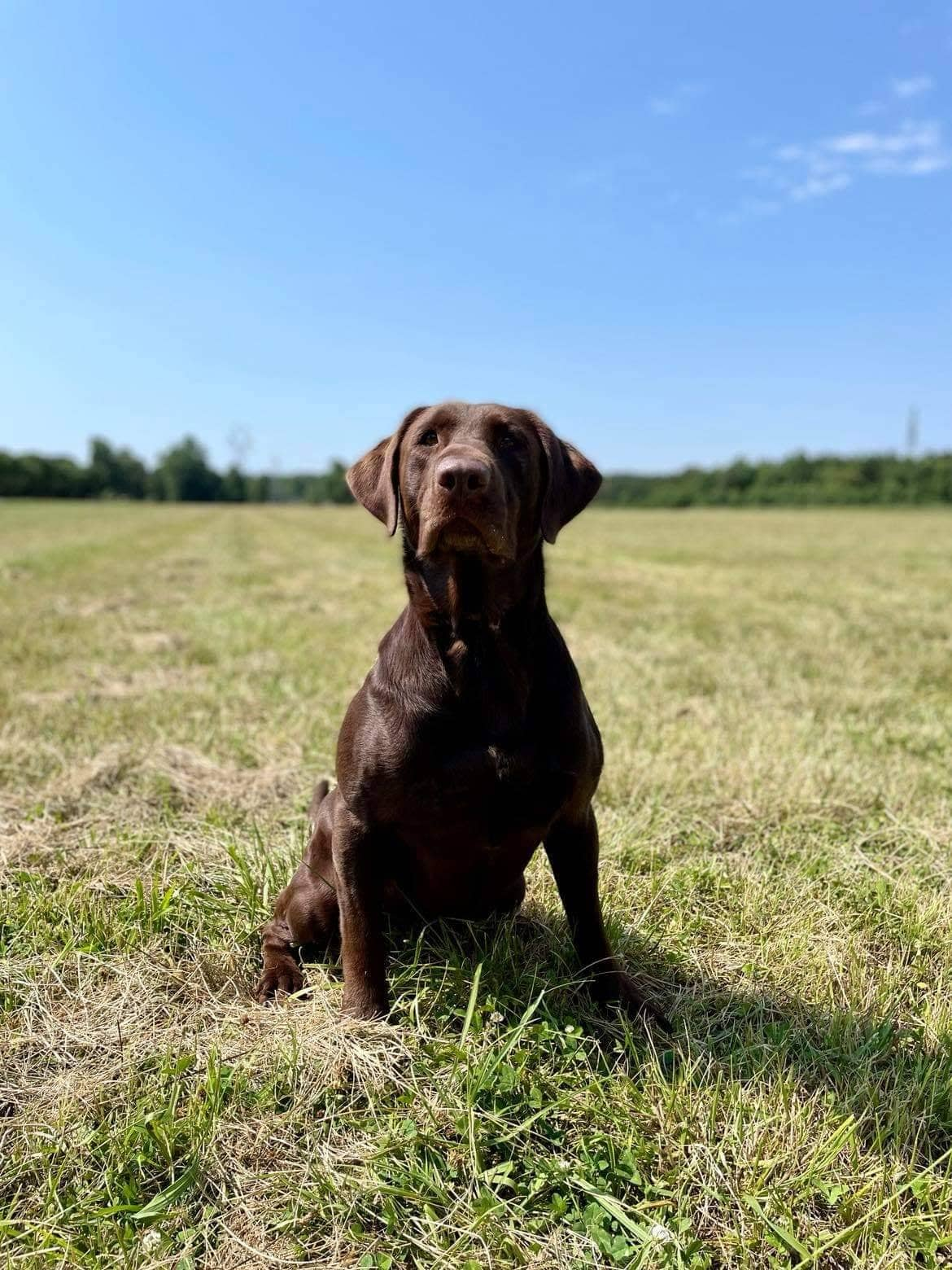 Crusoe, Robinson SH | Chocolate Labrador Retriver