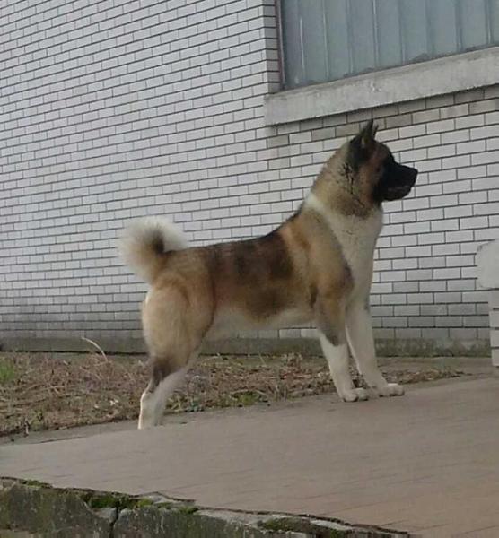 Achilles Heel | Akita 