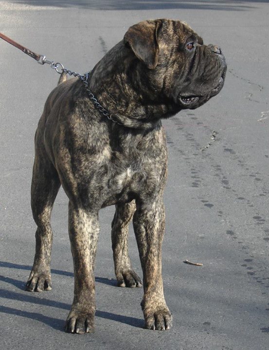 Grand Viking Hardraada Menulio Liutai | Bullmastiff 