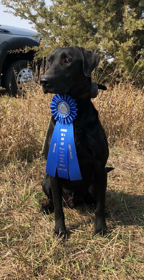 Fatcity's Locked And Loaded QA2 | Black Labrador Retriver