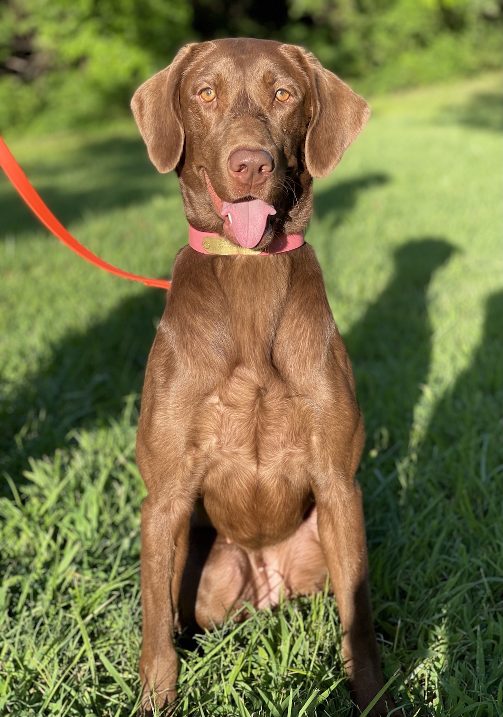 SHR 3 Ring Ember Days | UNKN Labrador Retriver