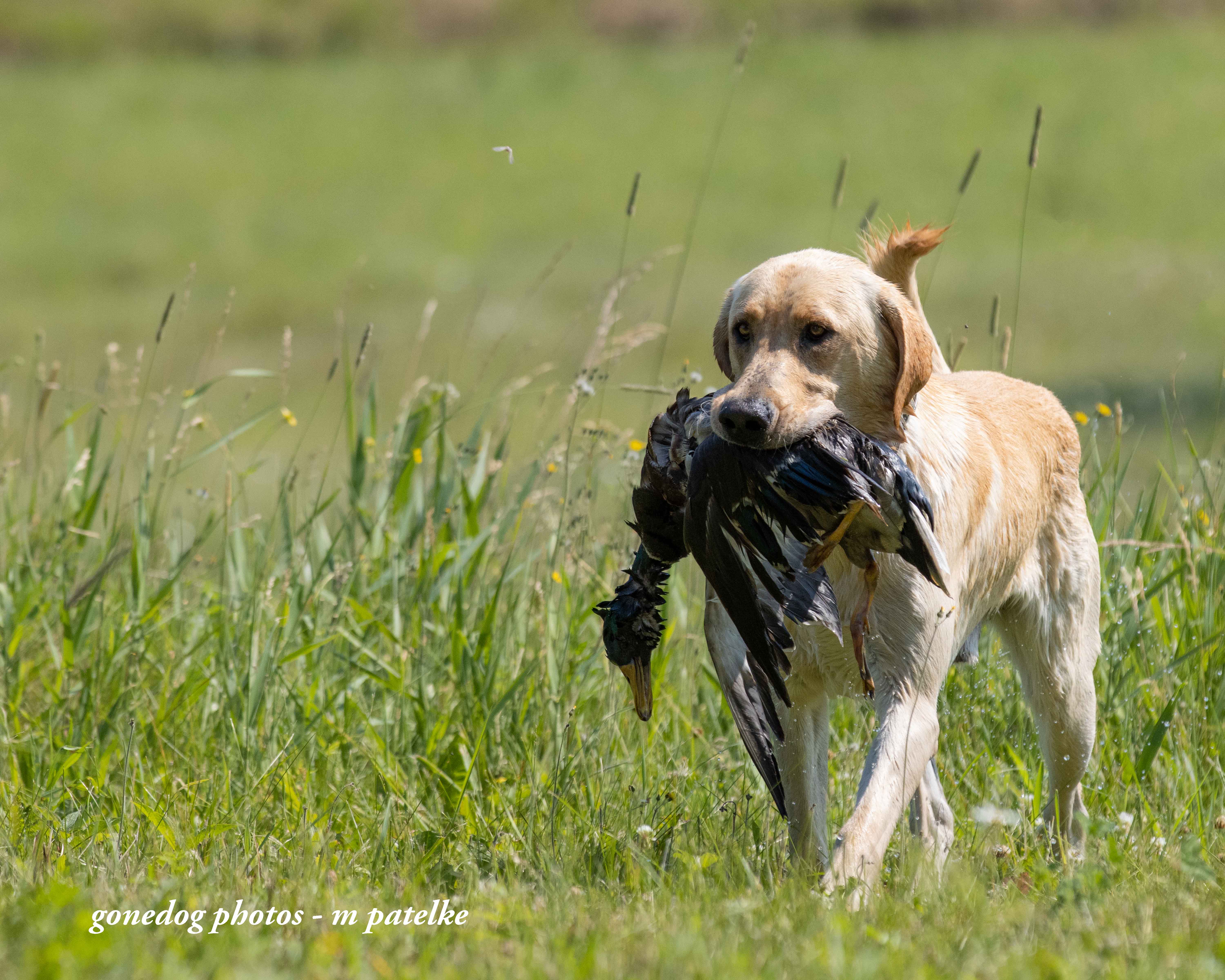 Hr Erics Inaashi Of Autumn | Yellow Labrador Retriver