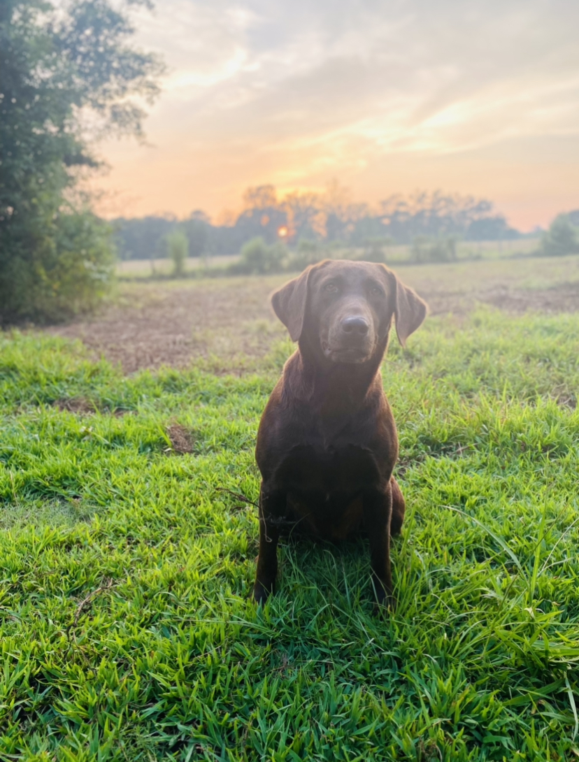 HRCH L&M's Love Mercy Walk Humbly | Chocolate Labrador Retriver