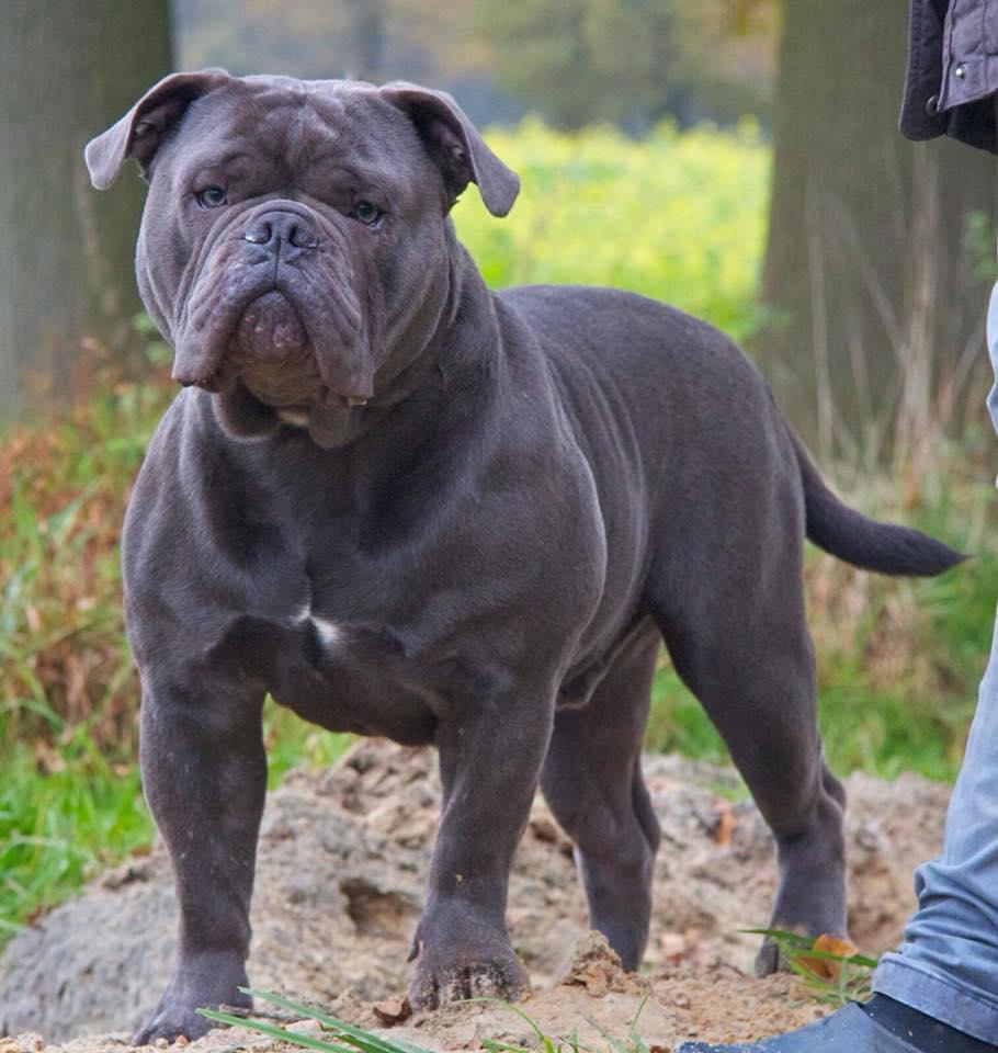 Duchess' Blauman | Olde English Bulldogge 