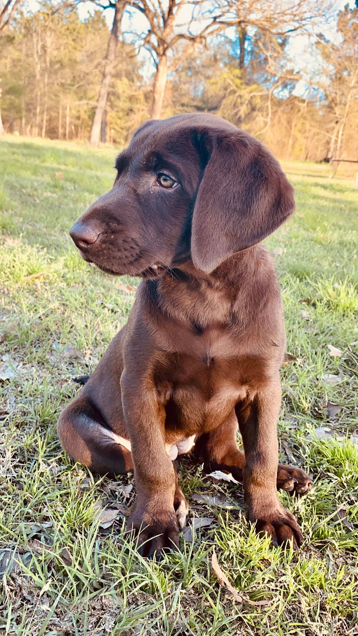 L&M's June X Willie's Queen Esther | Chocolate Labrador Retriver