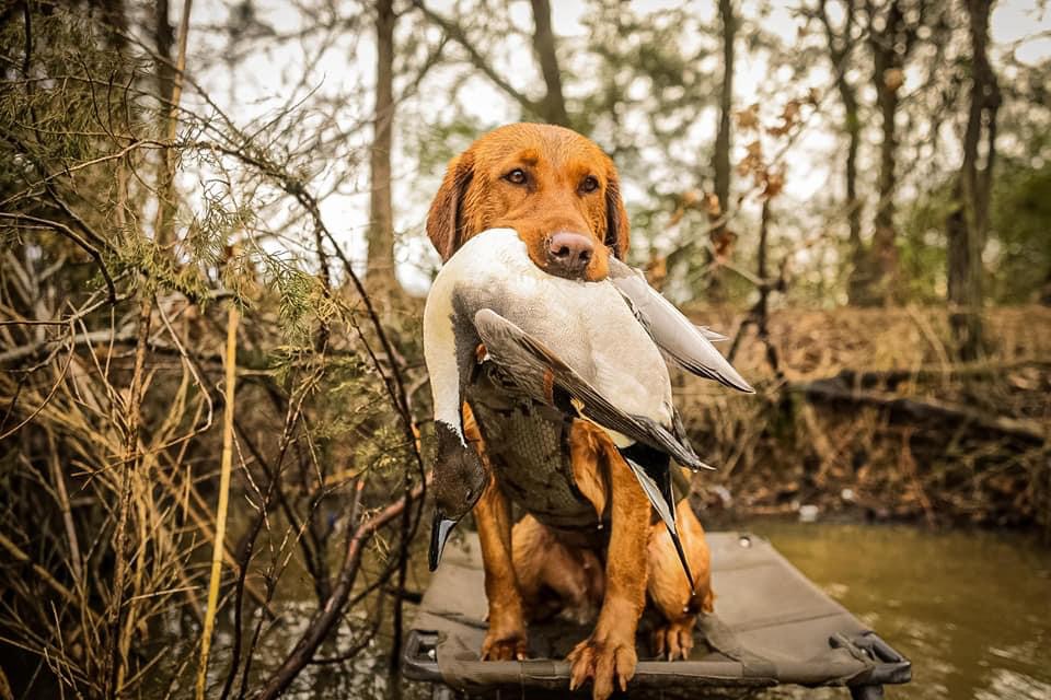 Brandon’s Runnin and Gunning Grace | Yellow Labrador Retriver