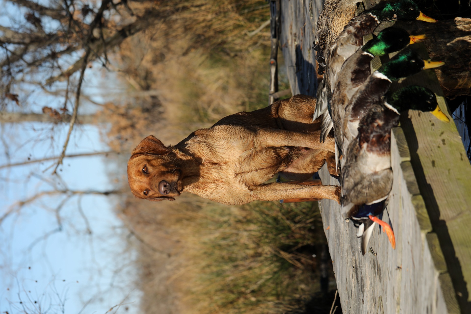 Brandon’s Runnin and Gunning Grace | Yellow Labrador Retriver