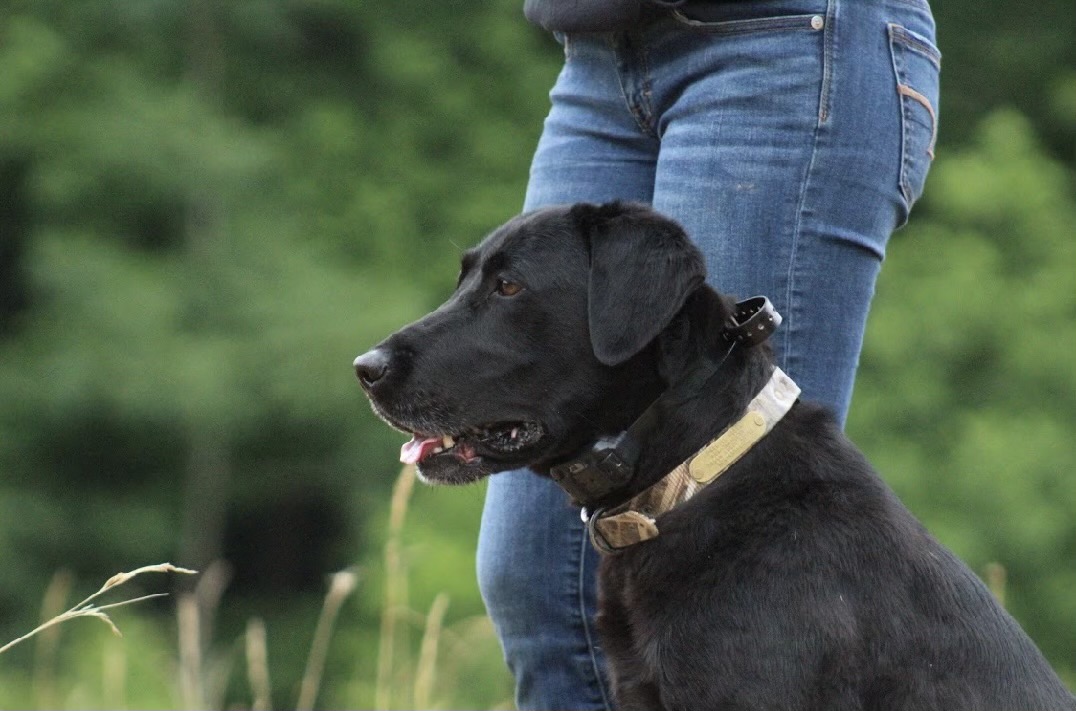 Shannon Farms Katy Bar The Door JH | Black Labrador Retriver