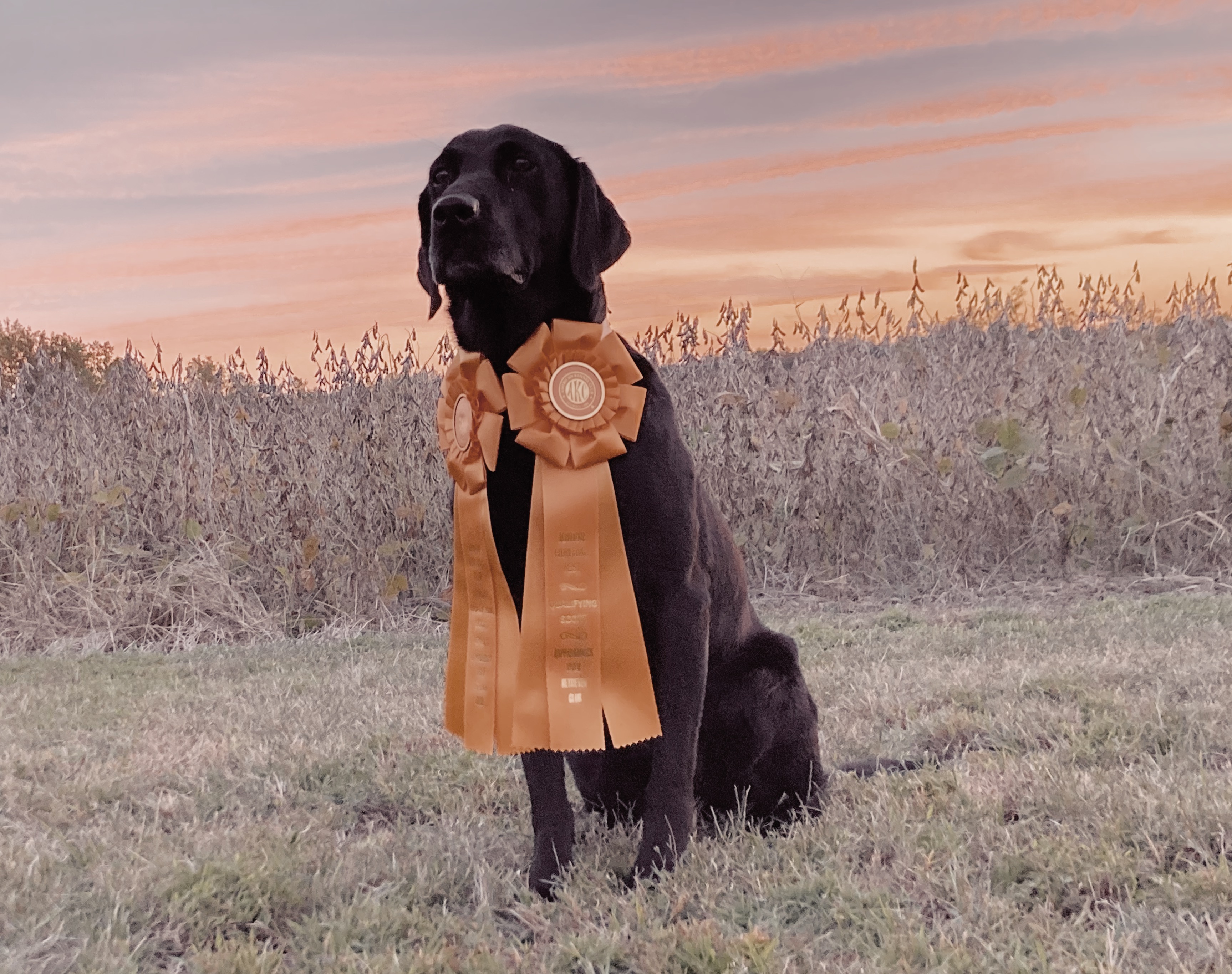 Shannon Farms Katy Bar The Door JH | Black Labrador Retriver