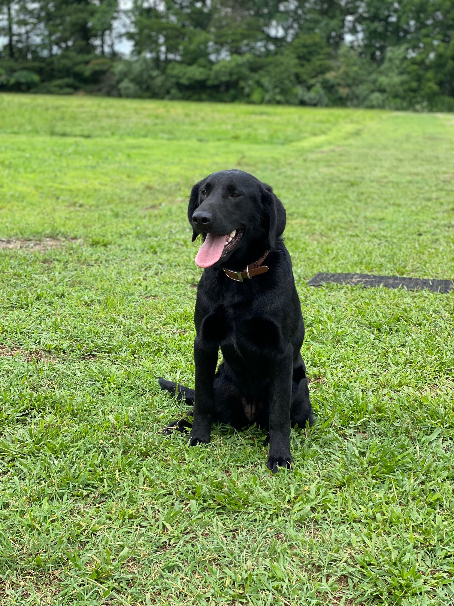 Timberneck's Willow Of The Brook | Black Labrador Retriver