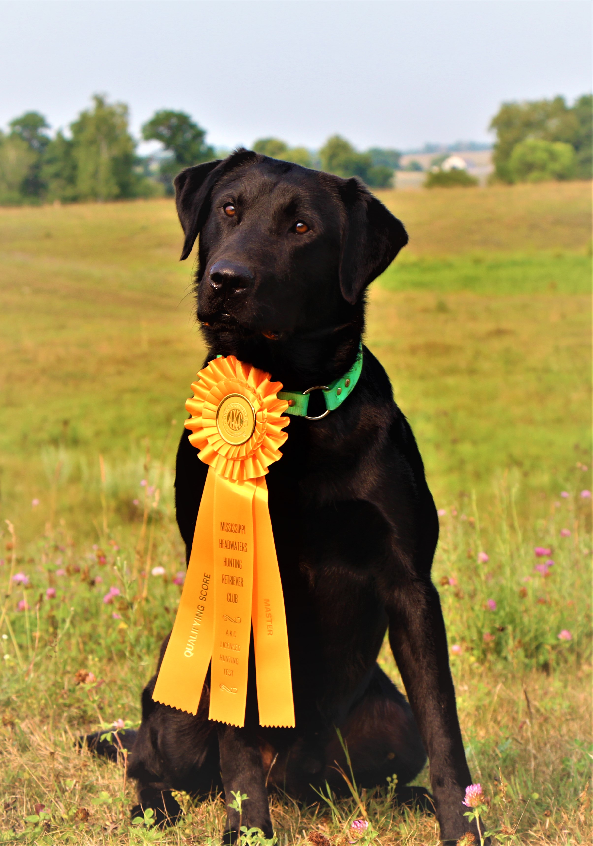 The Dynamic Dude Abides MH | Black Labrador Retriver