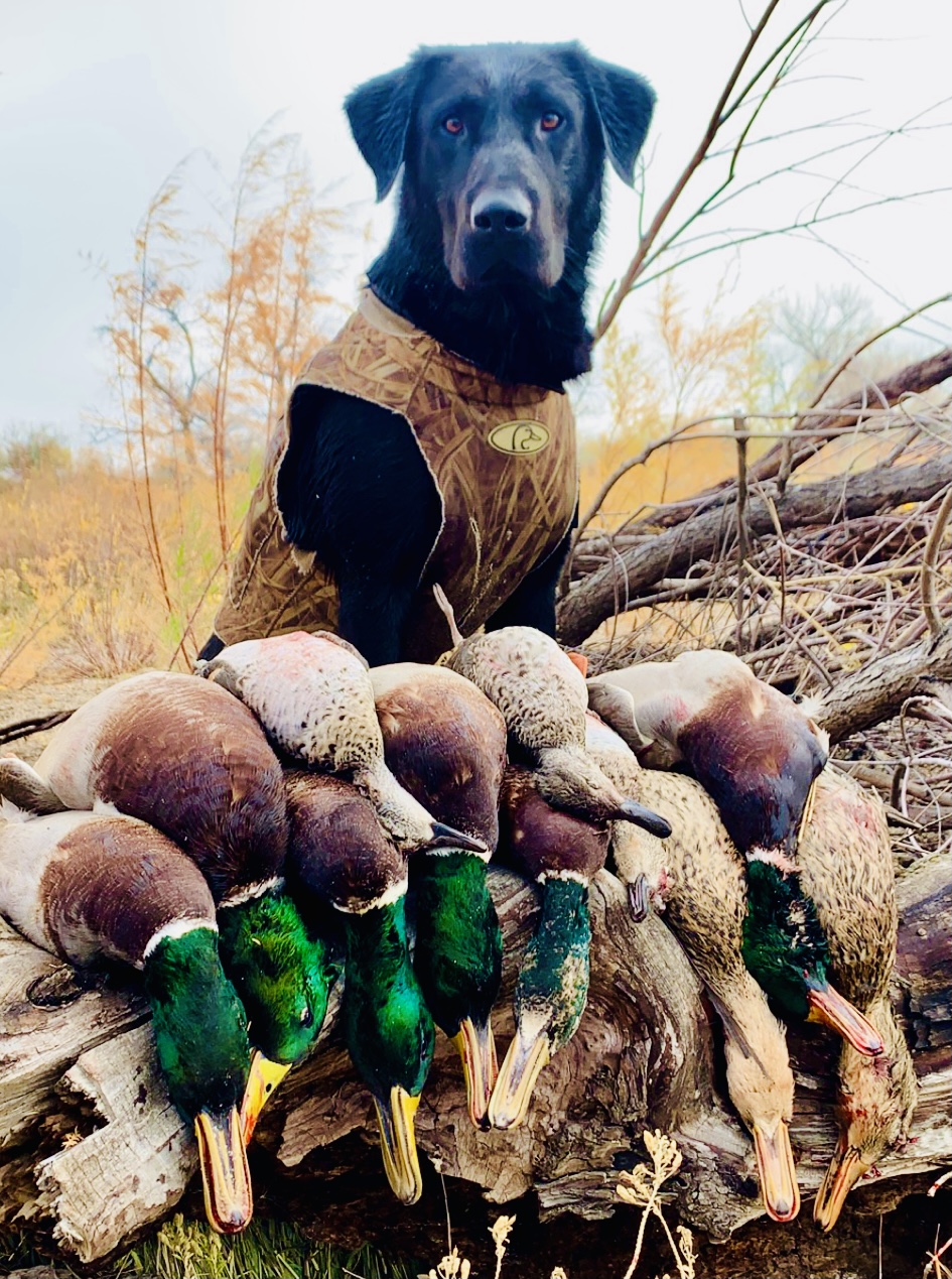 The Dynamic Dude Abides MH | Black Labrador Retriver