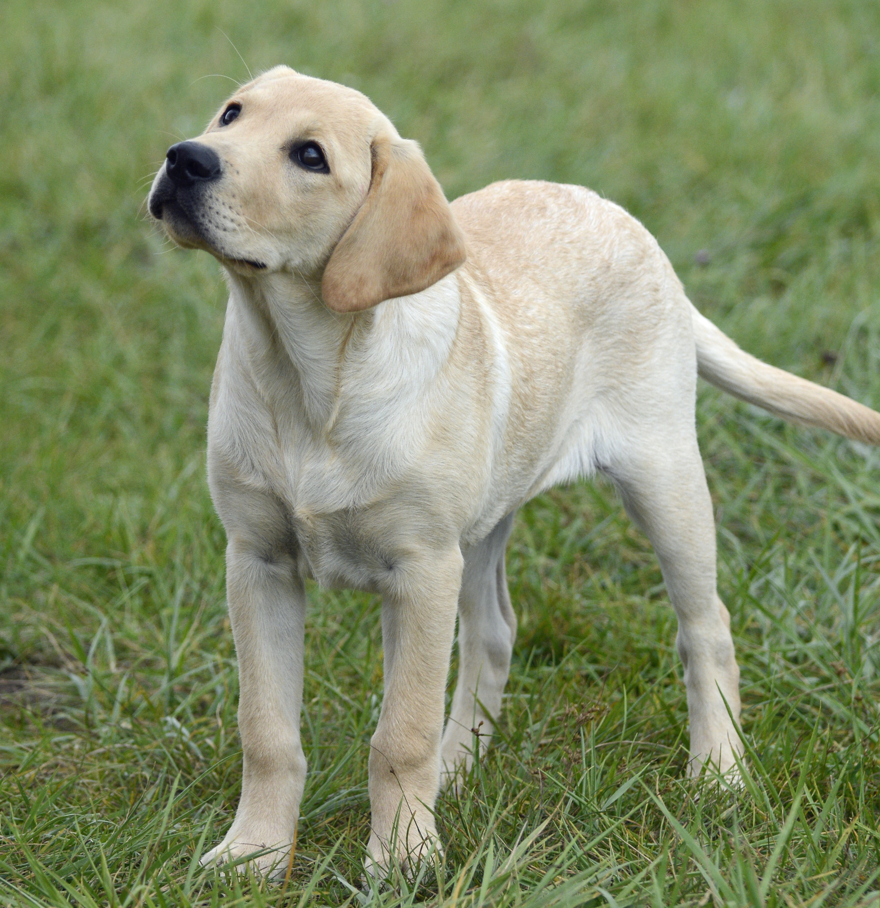 Breezy’s Life’s A Beach WCP | Yellow Labrador Retriver