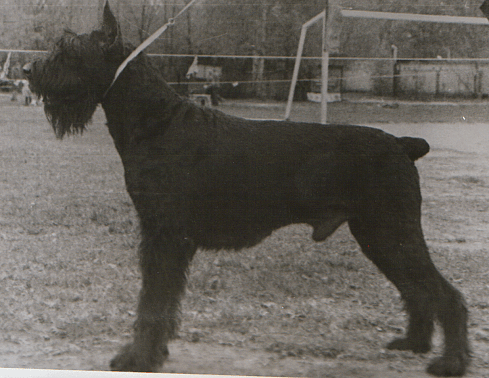 Barhan Lan | Giant Schnauzer 