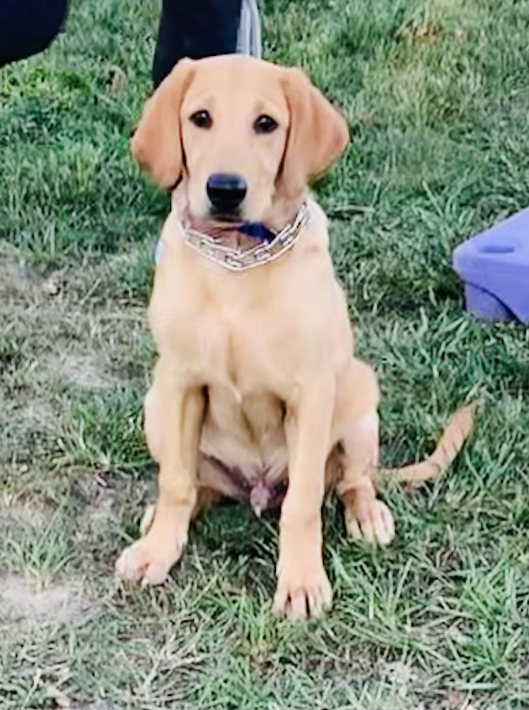 Y-Farms Calm In The Chaos | Yellow Labrador Retriver