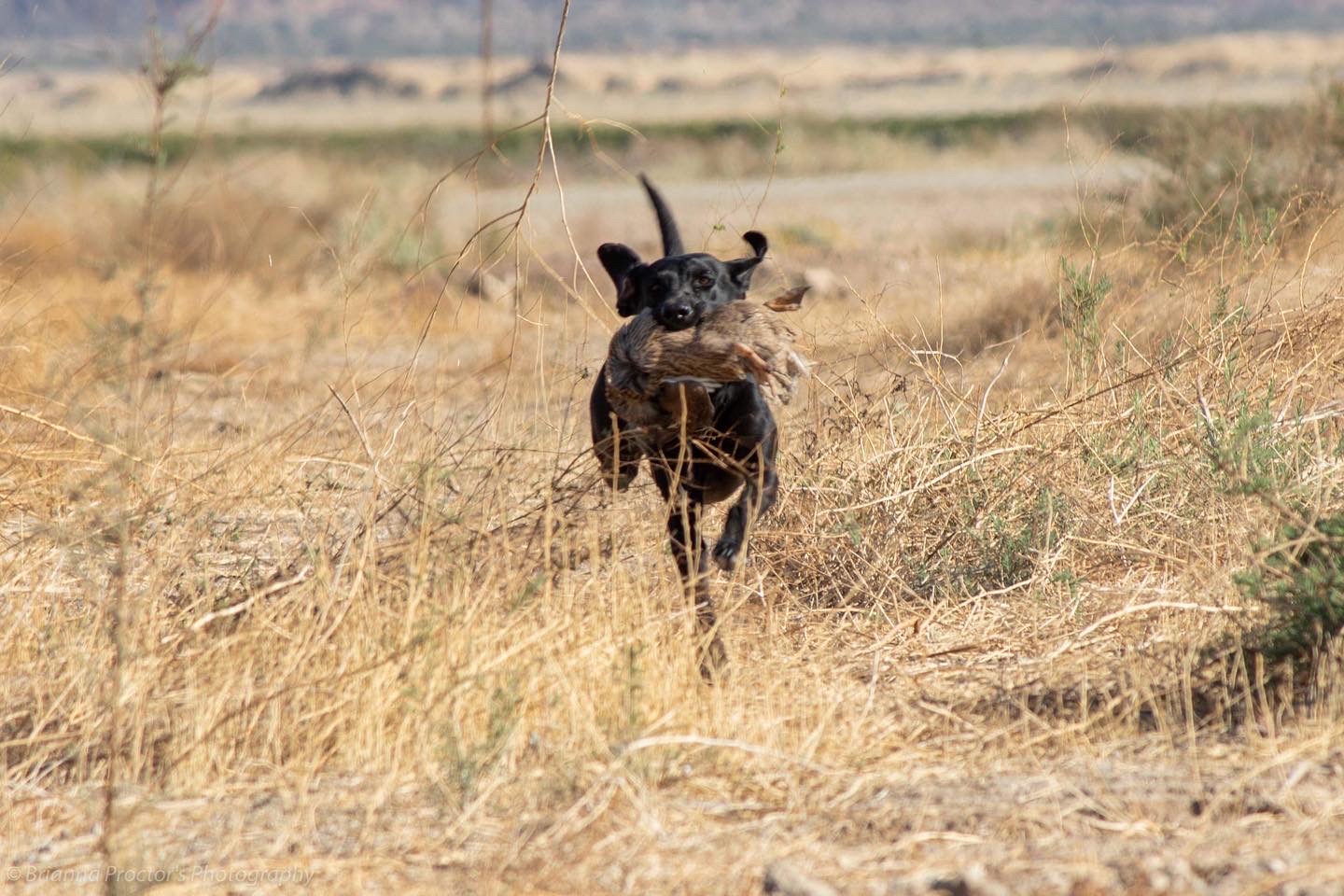 HR Rye Liquid Sunshine SH | Black Labrador Retriver