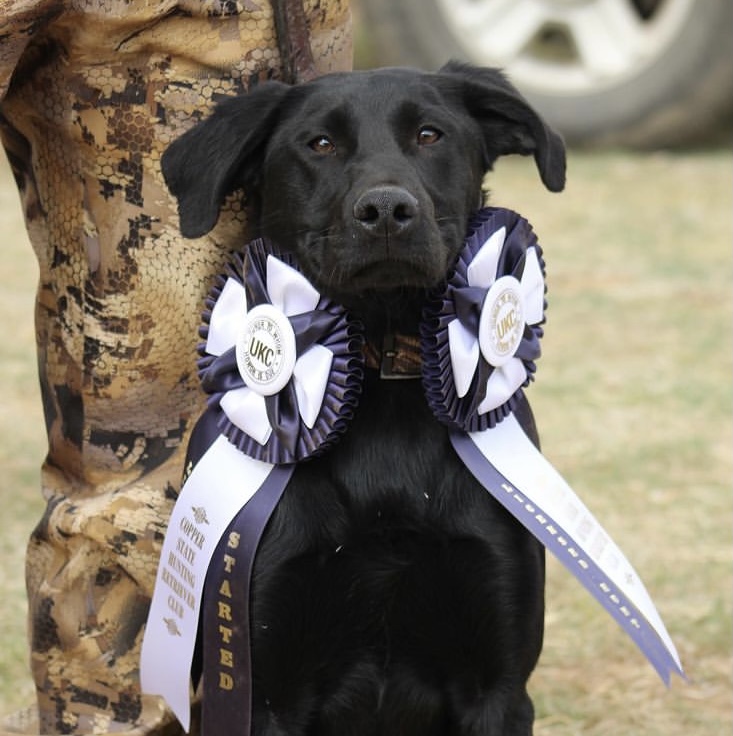 HR WWR's Take A Walk On The Wild Side JH | Black Labrador Retriver