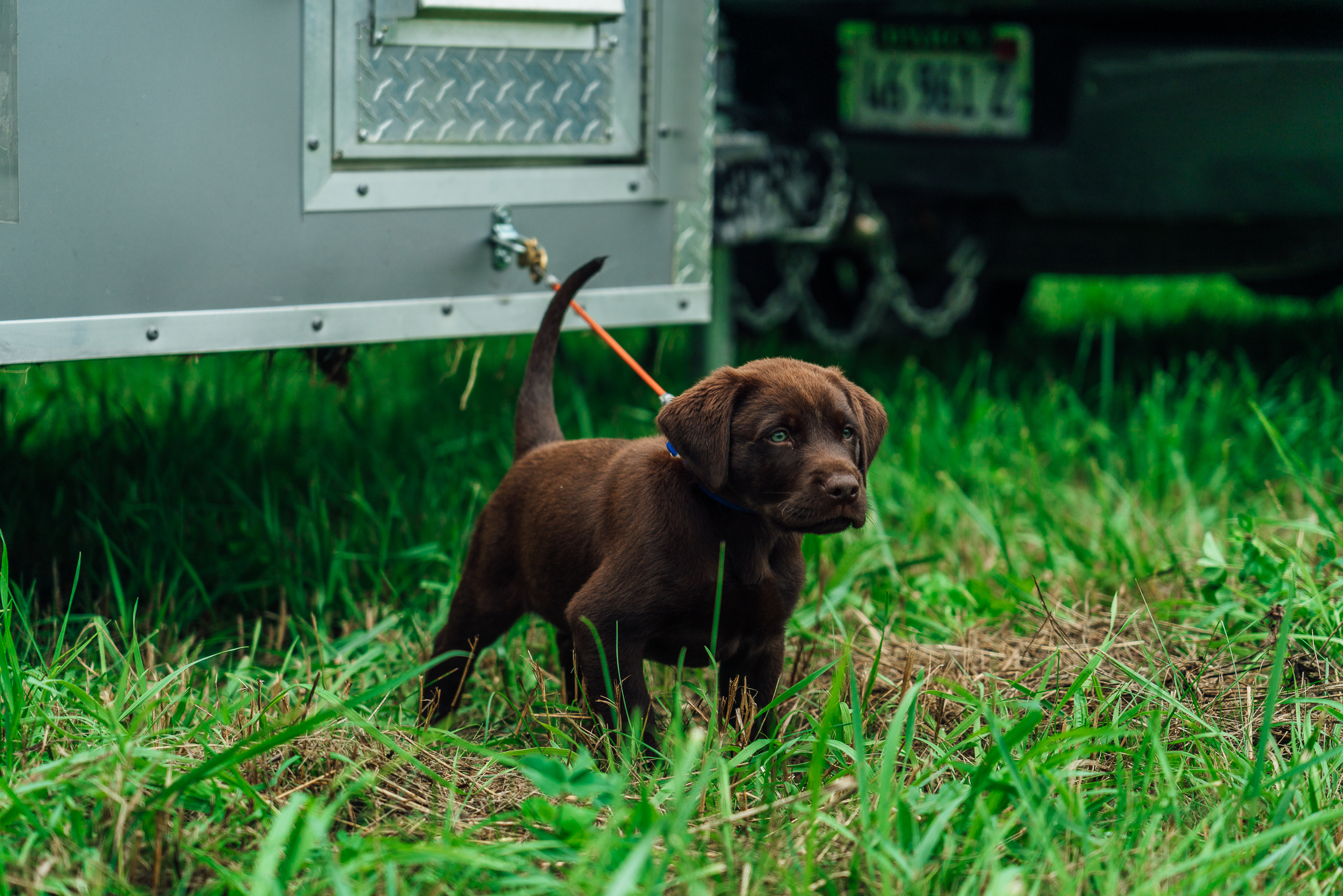 True Troublesome Breakin' Free Heartbreaker | Chocolate Labrador Retriver