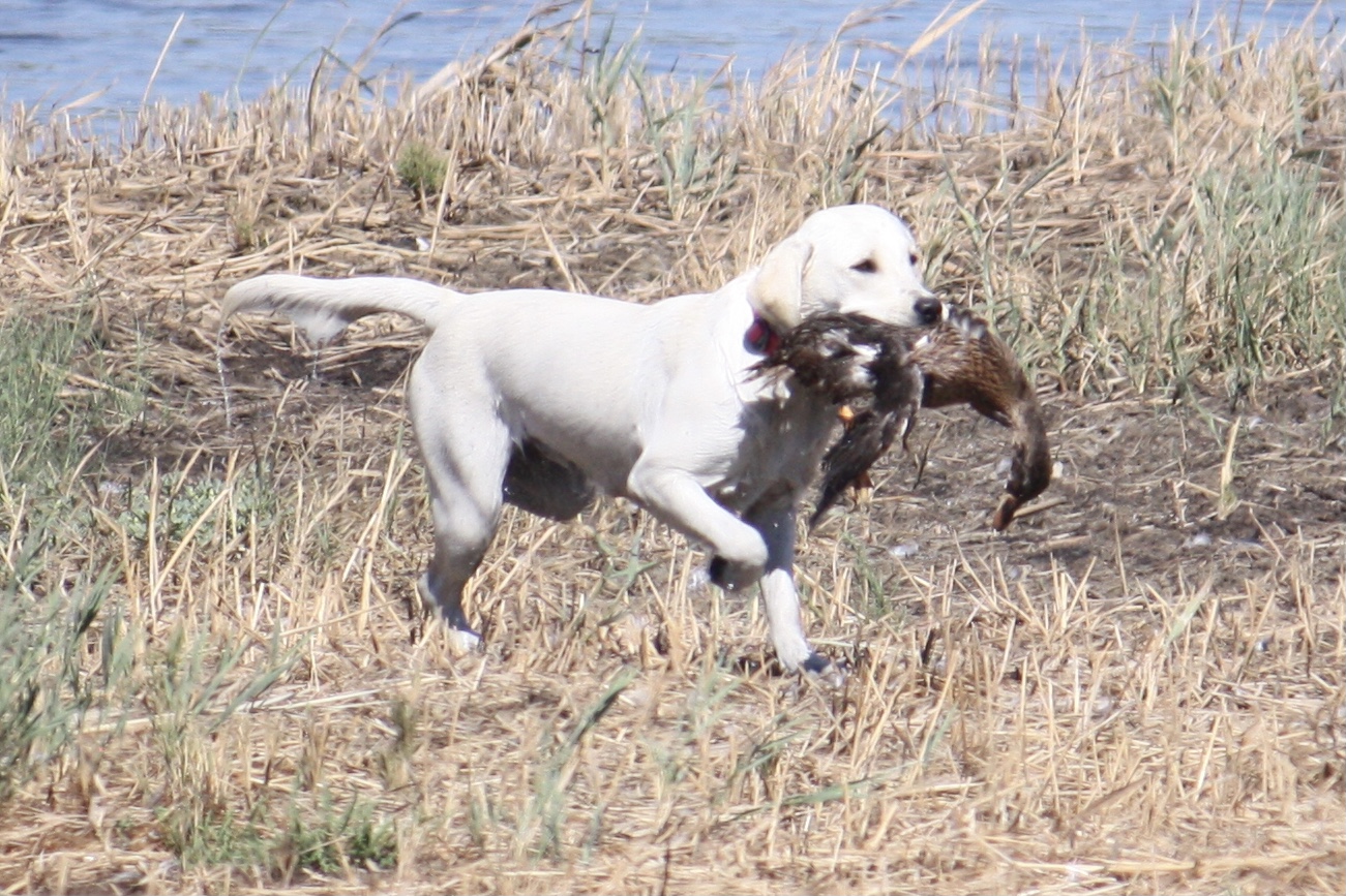 Daenerys Stormborn, Fetcher Of Pheasants And Fowl DS | Yellow Labrador Retriver