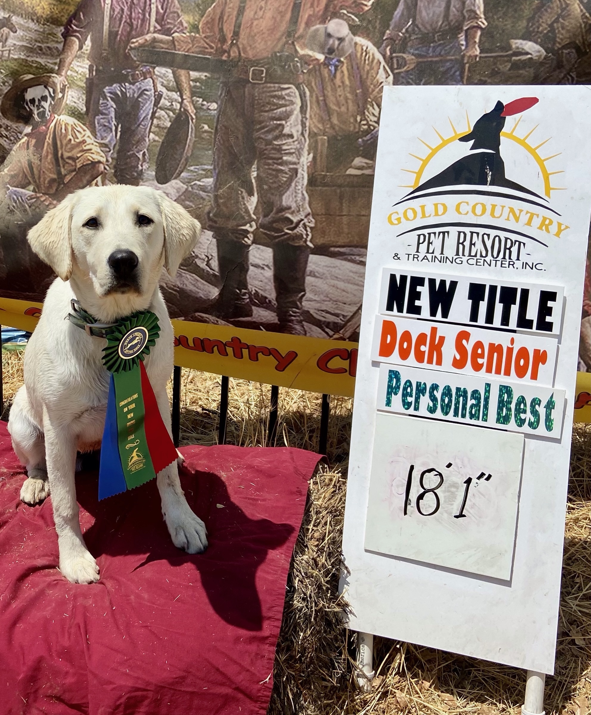 Daenerys Stormborn, Fetcher Of Pheasants And Fowl DS | Yellow Labrador Retriver