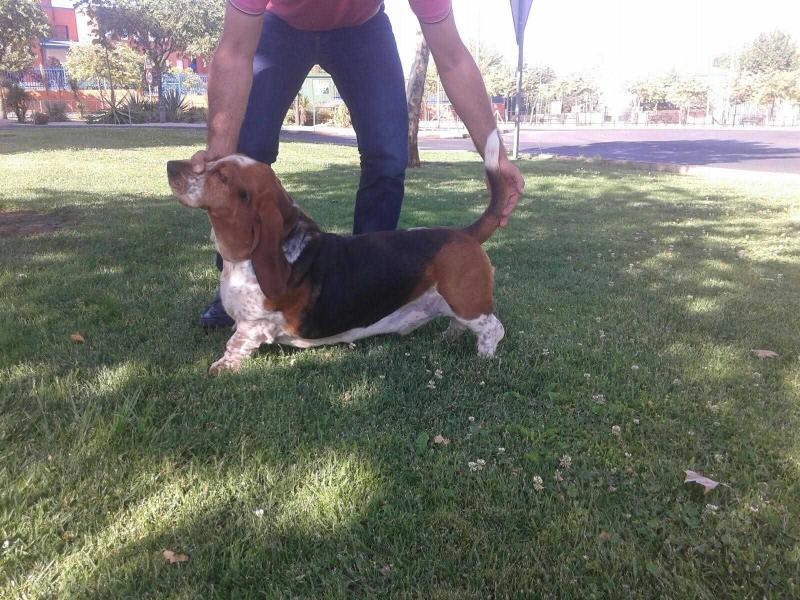 Akiles | Basset Hound 