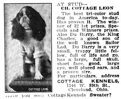 Cottage Leon | Cavalier King Charles Spaniel 