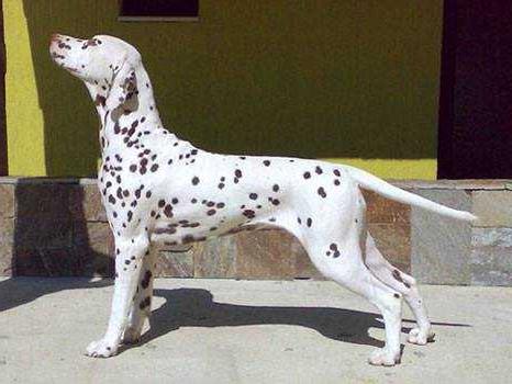 Divalinor Desert Rose | Dalmatian 