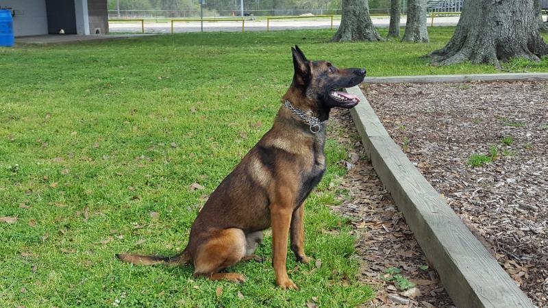 Quincy Perle de Tourbiere | Belgian Malinois 