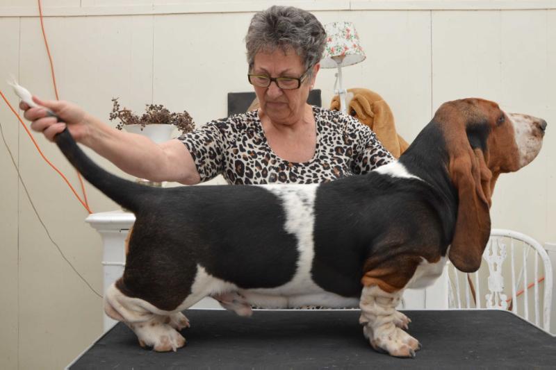 NewDown Bassets Baruch | Basset Hound 