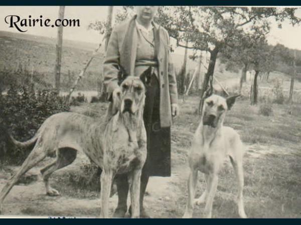 Bjarki von Birkenhof | Great Dane 