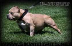 Sikwitit P-Nutt | American Pit Bull Terrier 