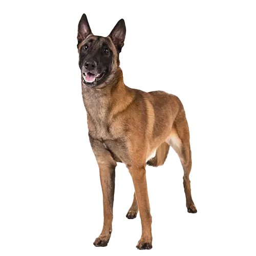 Belgian Malinois