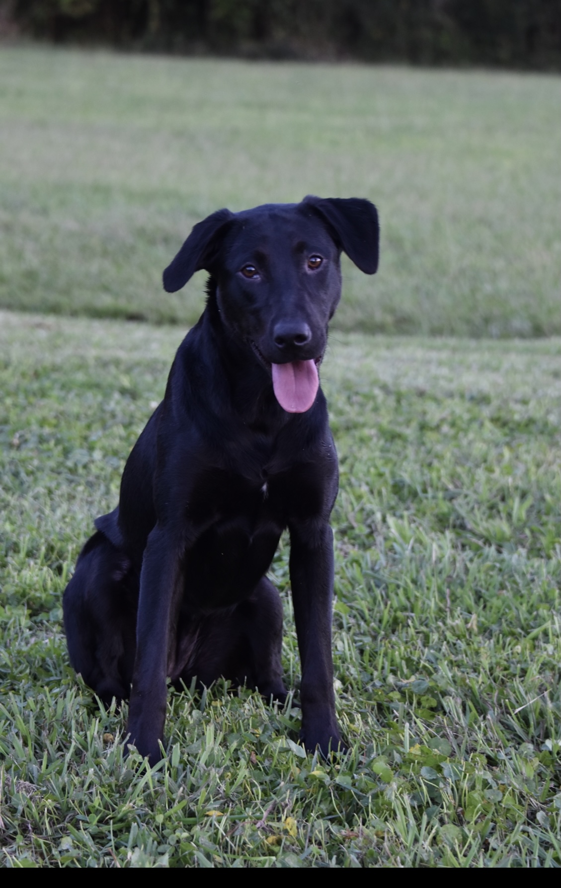 SHR IMB's Southern Sleeper | Black Labrador Retriver