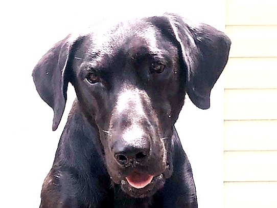 HR Patton's Handsome Hero | Black Labrador Retriver